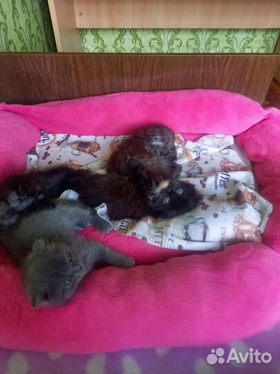 Вислоухие котята