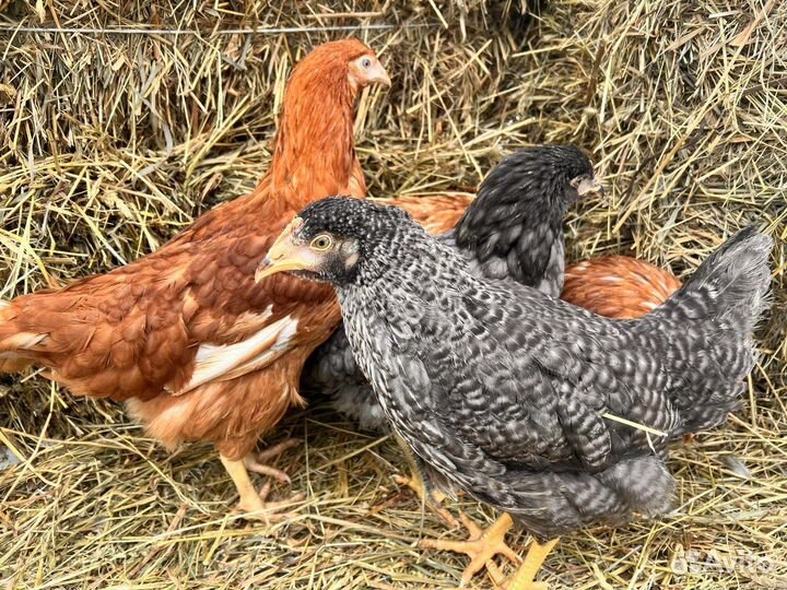 Куры молодки