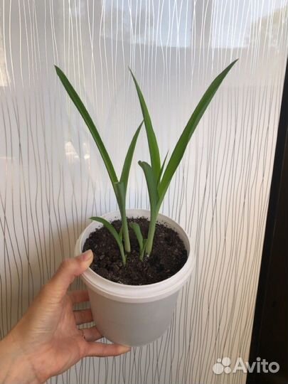 Хлорофитум