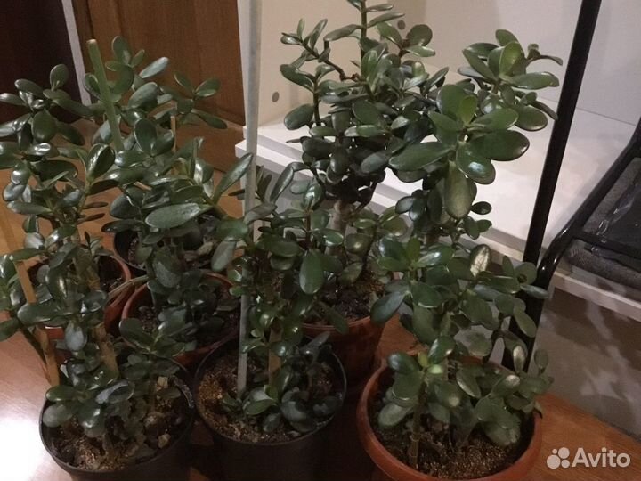 Денежное дерево