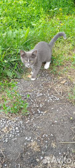 Котята в добрые руки приучены к лотку