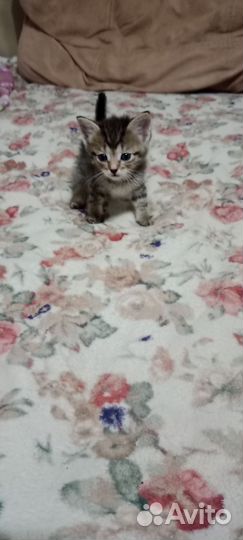 Кошки в добрые руки