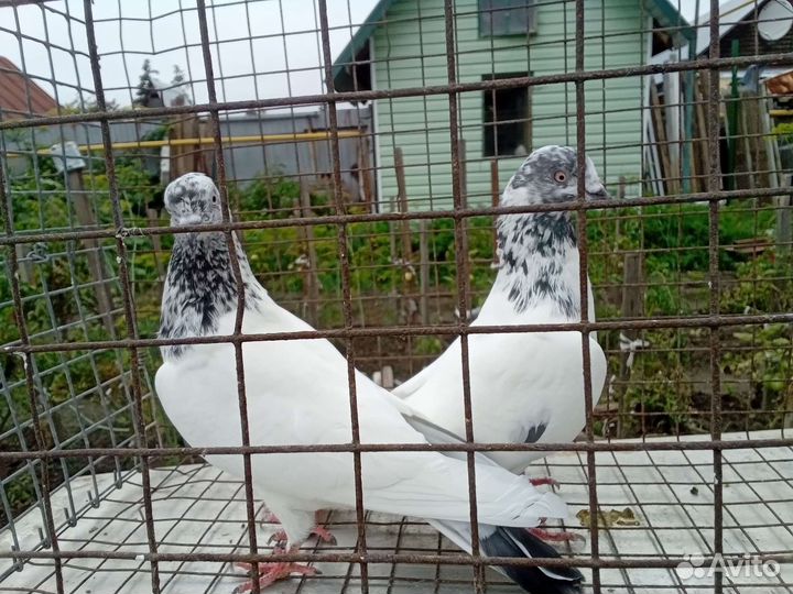 Голуби пакистанцы