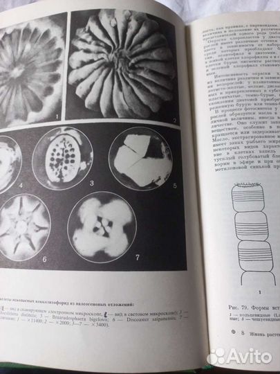 Книга Водоросли, лишайники 1977