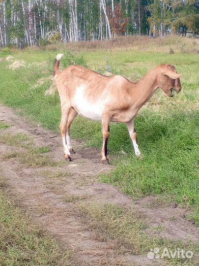 Козочка нубийская, дойные козы