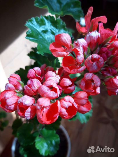 Пеларгонии и махровые фуксии