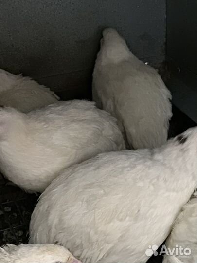 Яйцо перепелов белый гигант, феникс утяжеленный