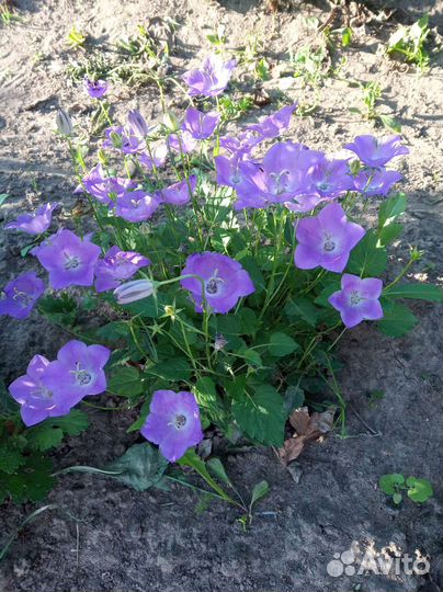 Садовые цветы