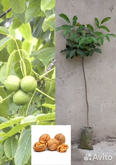 Грецкий орех