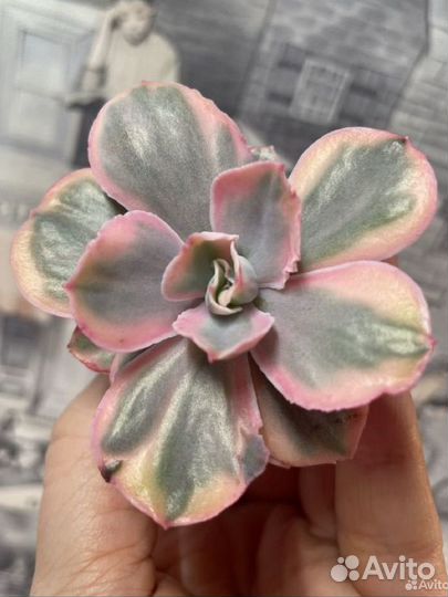 Эхиверия вариегатная