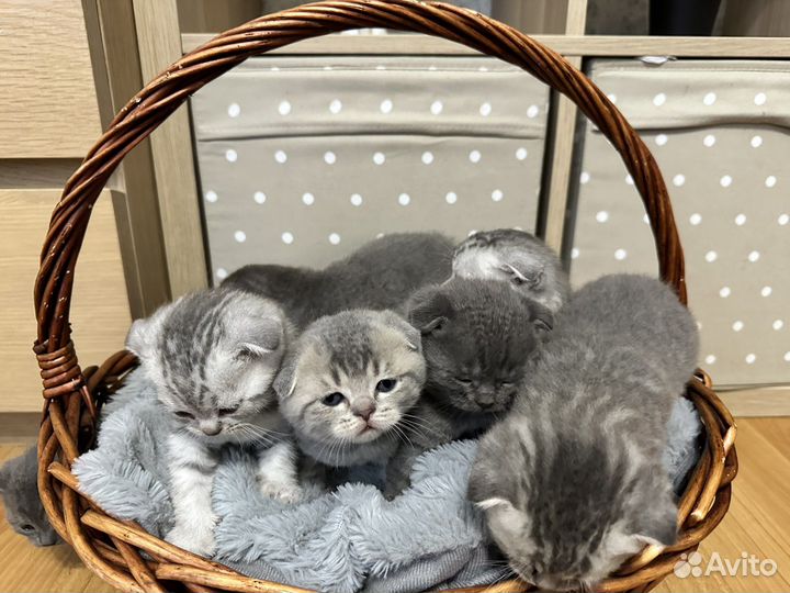 Британские котята