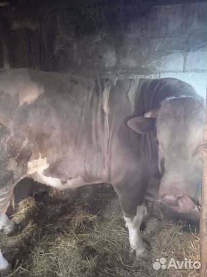 Бык и телка