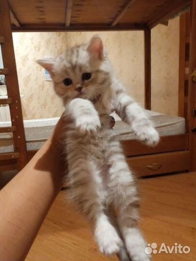 Котёнок, девочка. Британец