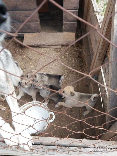 Щенки западно сибирской лайки