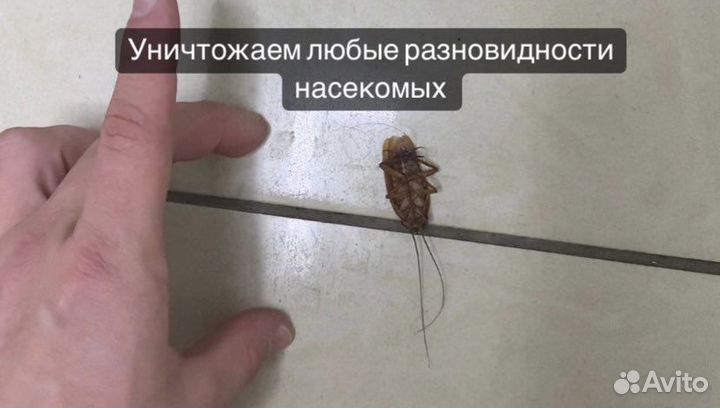 Уничтожение клопов, травить тараканов