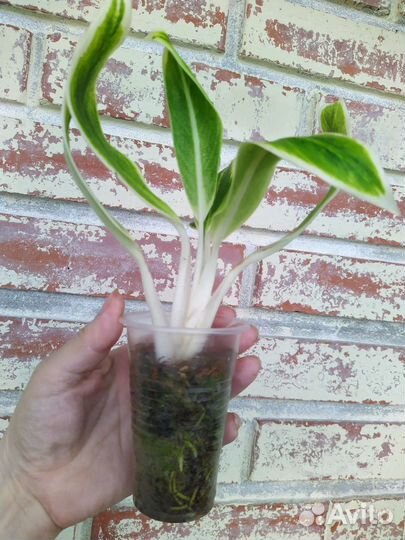 Аглаонема Lipstick Green