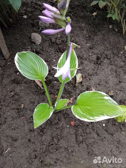 Хоста,лилейник,папортник