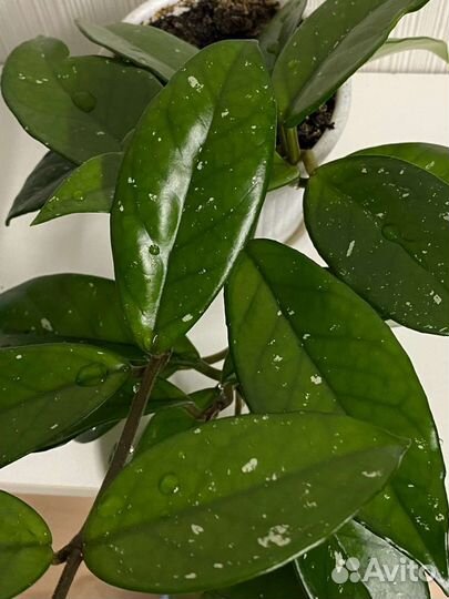 Хойя карноза