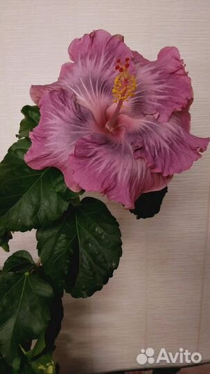 Сортовые гибискусы