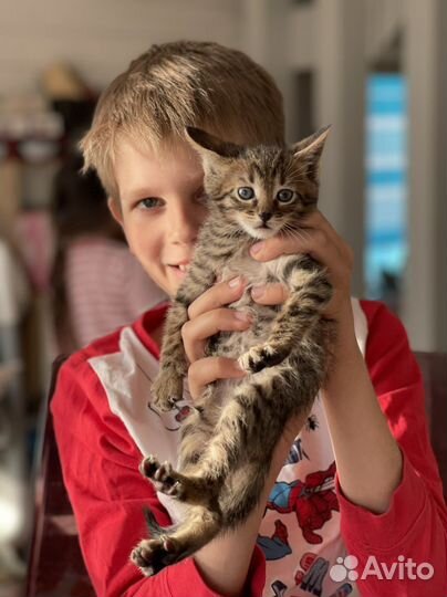 Чаузи f4 плодный мальчик