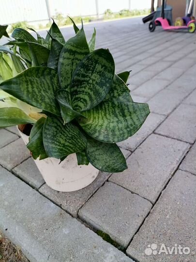 Сансевиерия