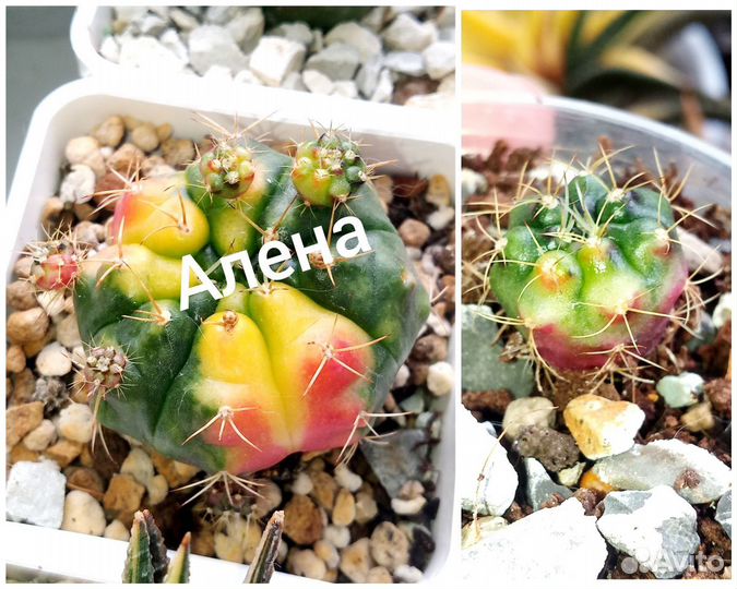 Кактусы, алоэ