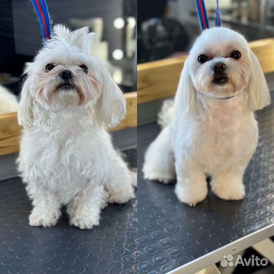 Груминг - стрижка собак и кошек