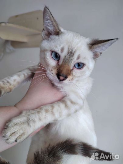 Кошечки