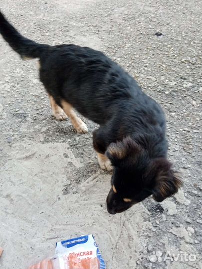 В добрые руки