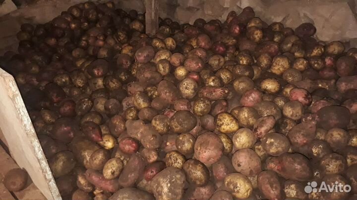 Продам картофель