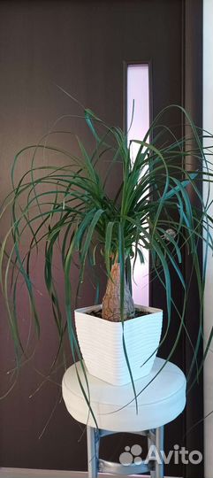 Бокарнея, нолина, бутылочное дерево