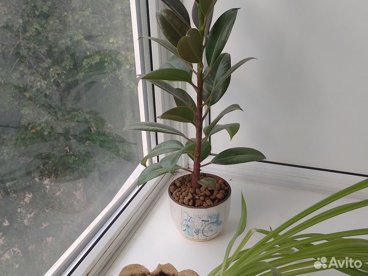 Цветы комнатные,3 шт