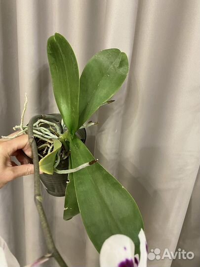 Орхидея фаленопсис