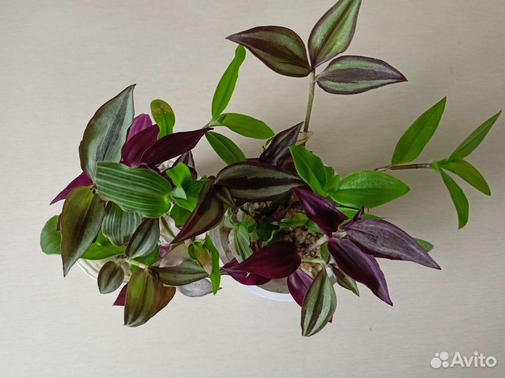 Набор традесканций