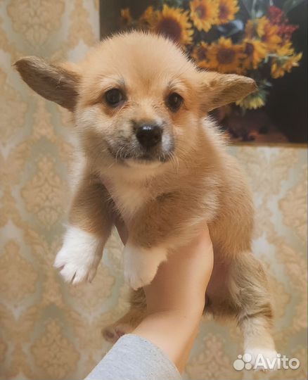 Рыжие щенки вельш корги пемброк