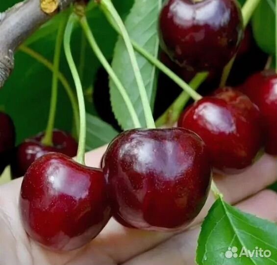 Бигарро Бурлат Черешня