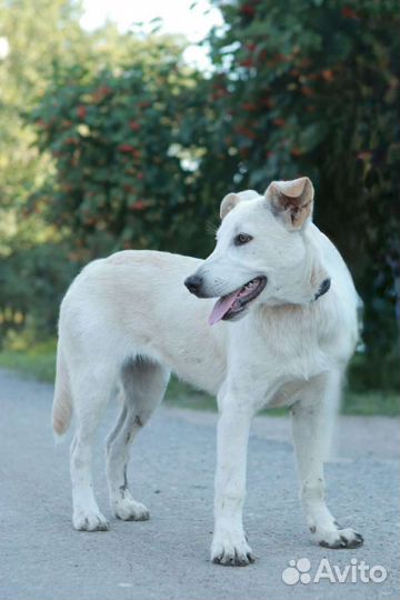 Щенок Белла,4 месяца.В дар