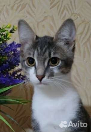 Котики -подростки