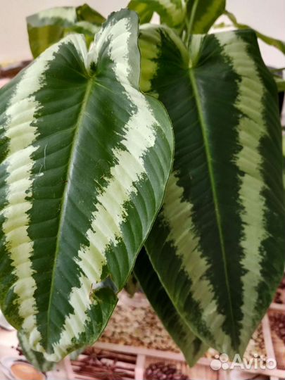 Шизматоглоттис Валличии