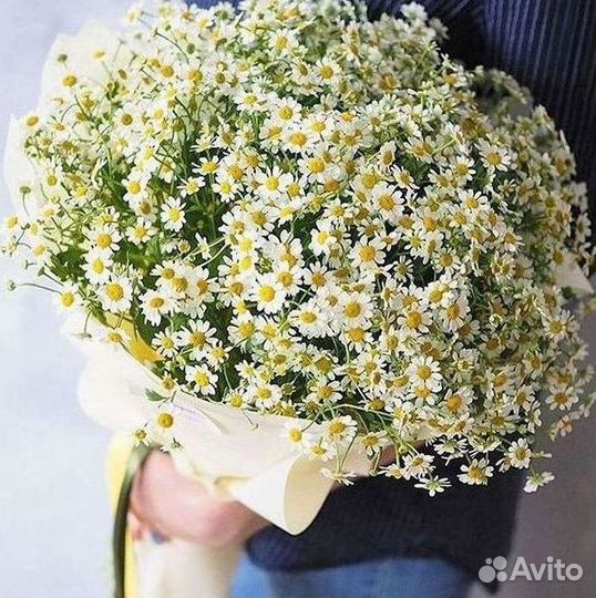 Цветы ромашки