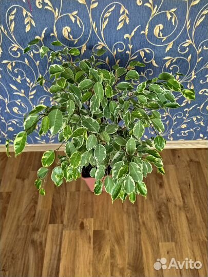 Фикус Бенджамина Бафт