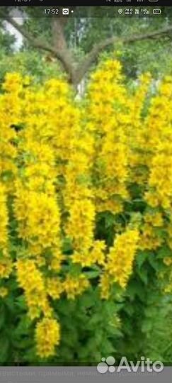 Многолетники