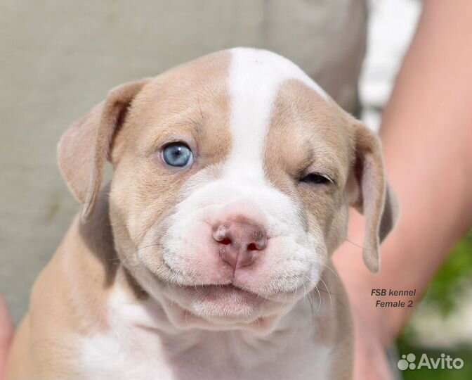 Булли девочка