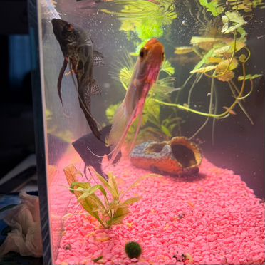 Умный аквариум Mijia SMART Fish Tank (MYG100) 20L