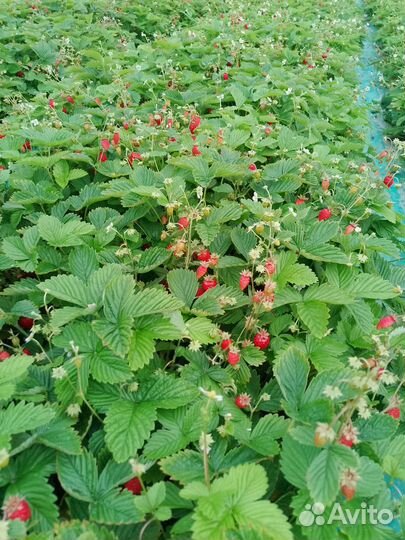 Земляника Альпийская Свежая