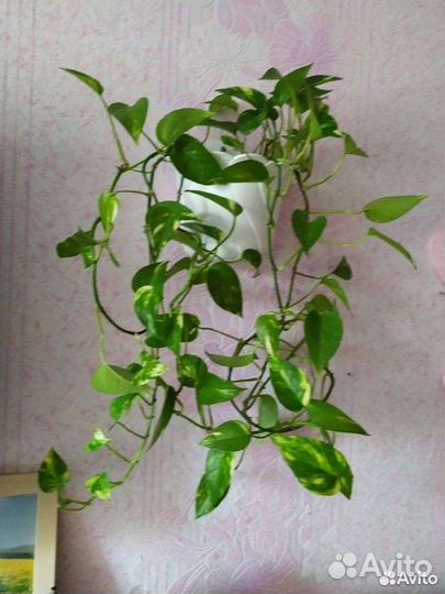 Сциндаптус