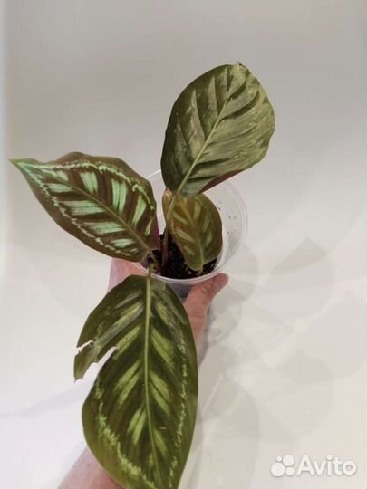 Марантовые