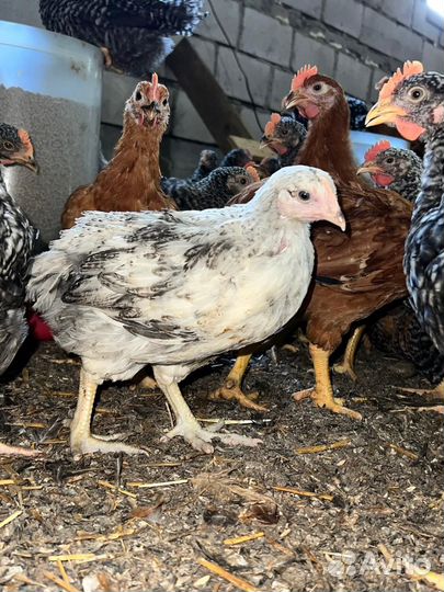 Куры бролеры