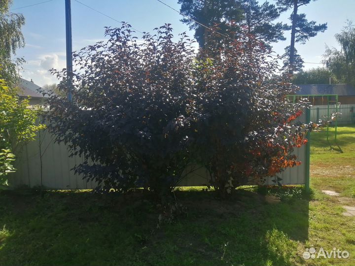 Пузыреплодник калинолистный