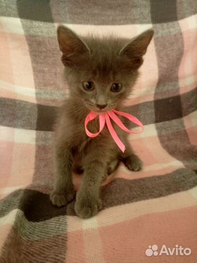 Котята ищут дом